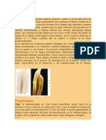 DENTINA2 (1)