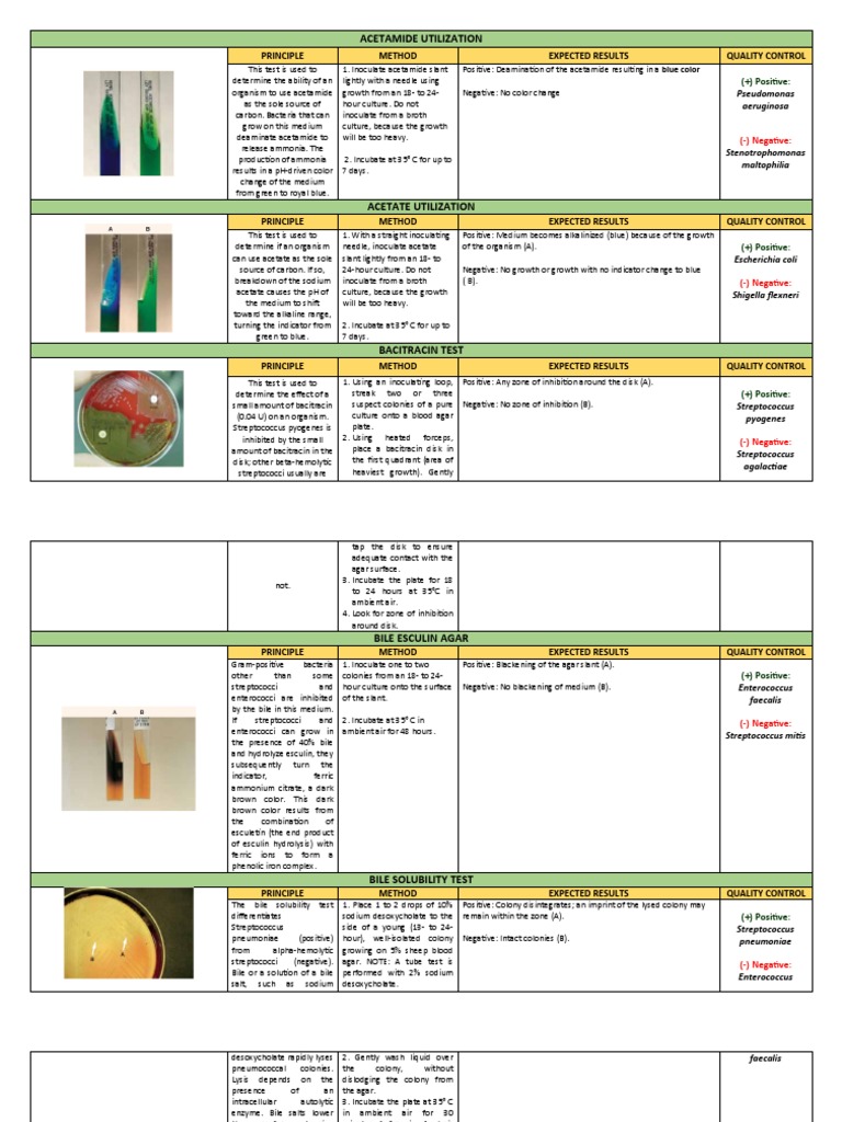 Bacterial Identification Methods | PDF | Streptococcus | Microbiology