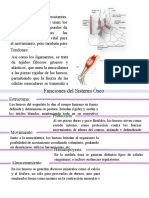 Funciones Del Sistema Óseo: Ligamentos