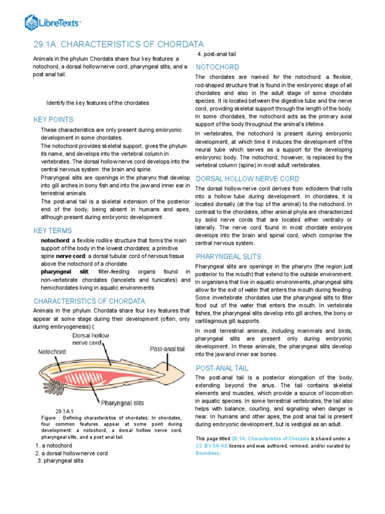 29.1A Characteristics of Chordata | PDF | Vertebrates | Anatomy