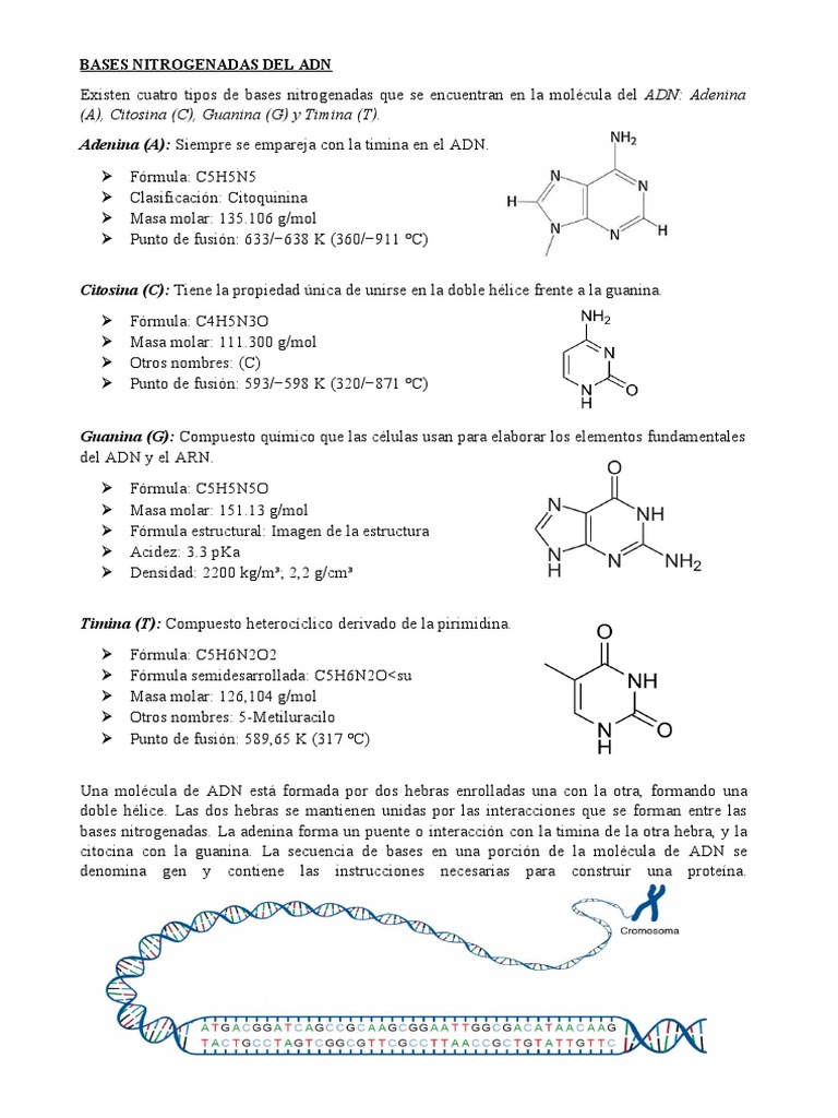 BASES NITROGENADAS DEL ADN PDF