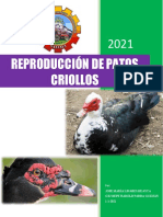 Reproduccion de Patos