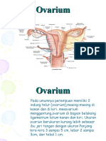 PP Ovarium