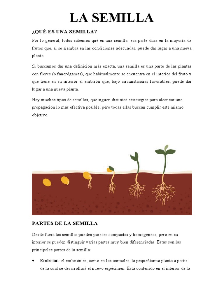 Partes y funciones de la semilla | PDF