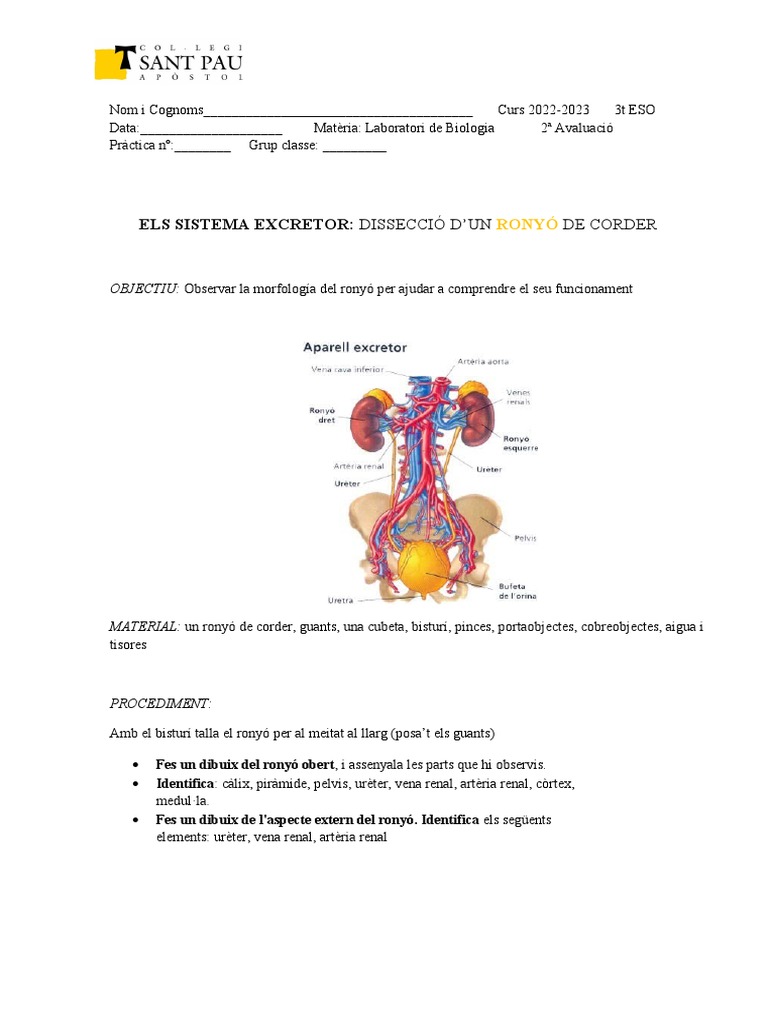 Fitxa. Sistema Excretor (Ronyó) | PDF