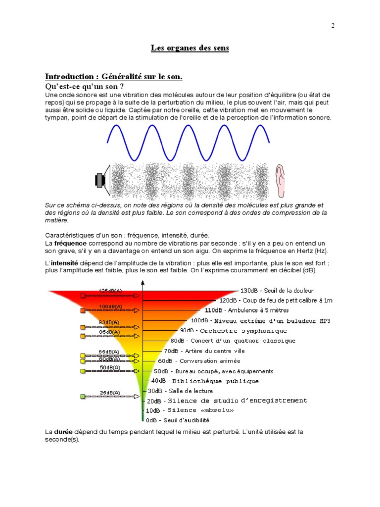 Anatomie et fonctionnement des sens | PDF | Goût | Oreille
