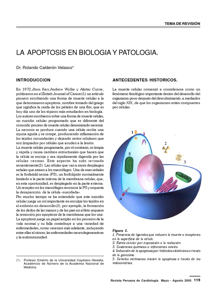 Apoptosis: Muerte Celular en Biología | PDF | Apoptosis | Cáncer
