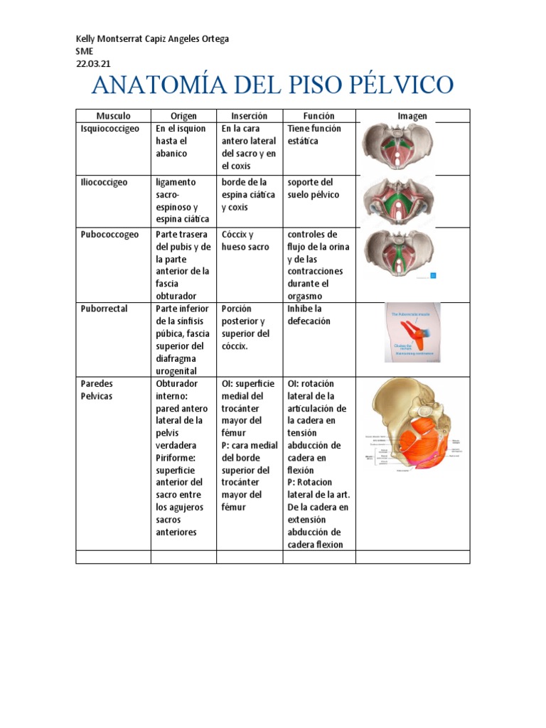 Anatomía y Funciones del Piso Pélvico | PDF