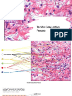 TPDF - Tecido Conjuntivo Propriamente Dito - Frouxo