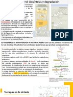 Metabolismo Del Colesterol - Clase10