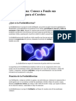 Fosfatidilserina - Conoce A Fondo Sus Propiedades para El Cerebro