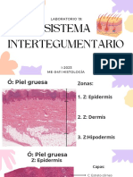 Sistema Intertegumentario