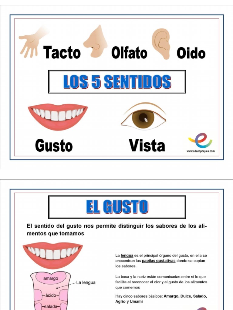 Los Cinco Sentidos Pdf