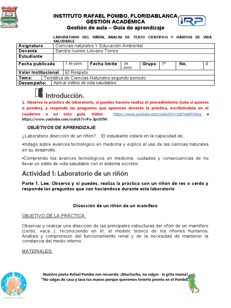 Disección y análisis del riñón de cerdo | PDF | Transplante de organo ...