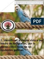 Especialidad de Aves Domesticas