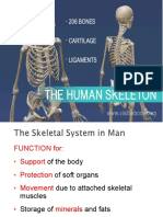 Skeletal System On Axial & Appendicular Bones