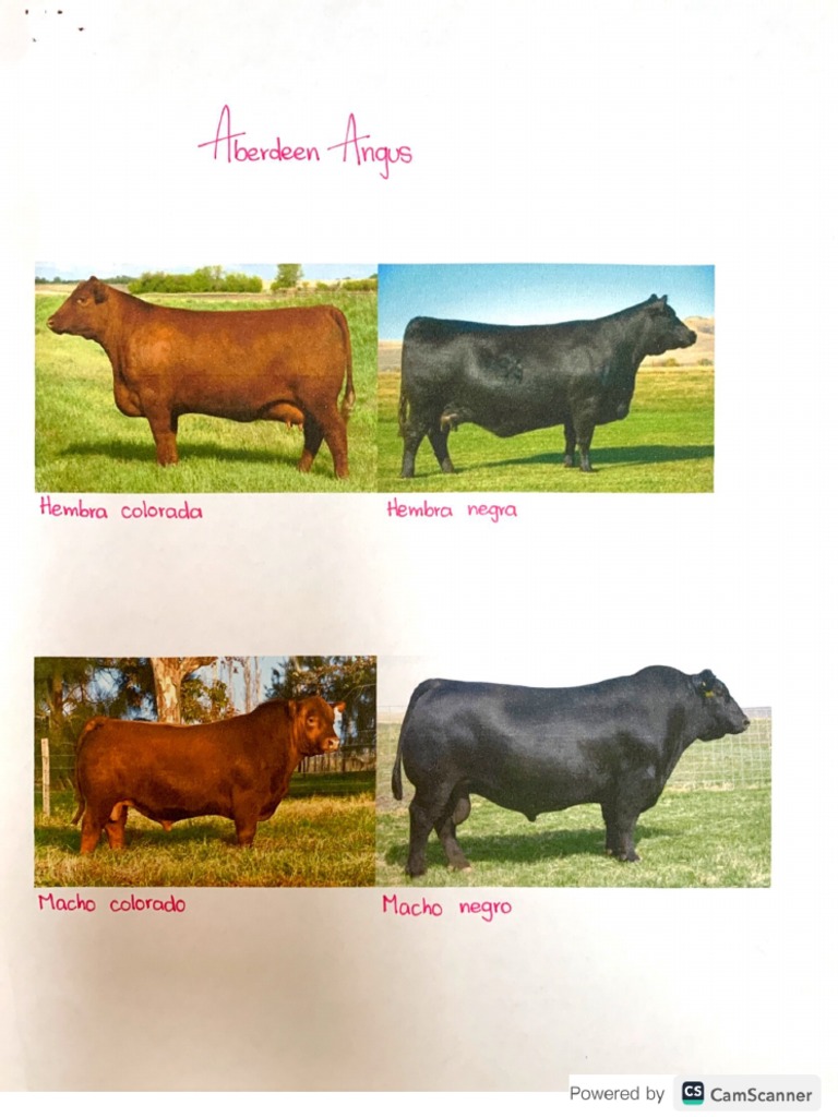 Angus | PDF