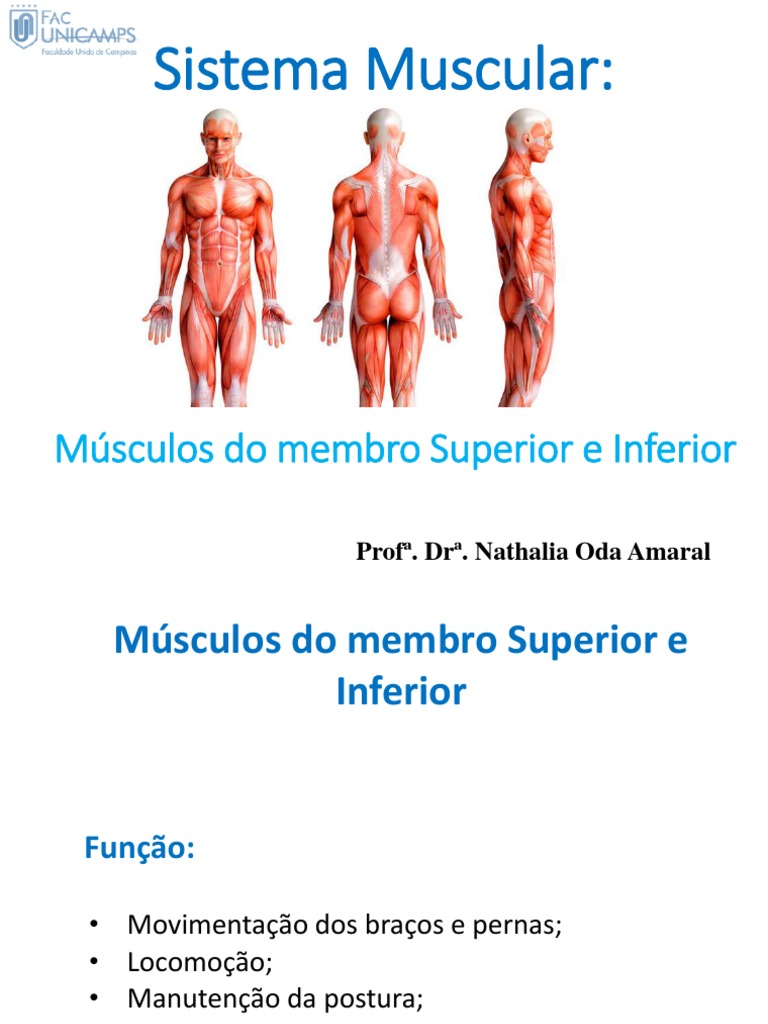 Músculos dos Membros Superiores e Inferiores | PDF | Pélvis | Pé