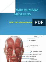 Priincipais Musculos-1