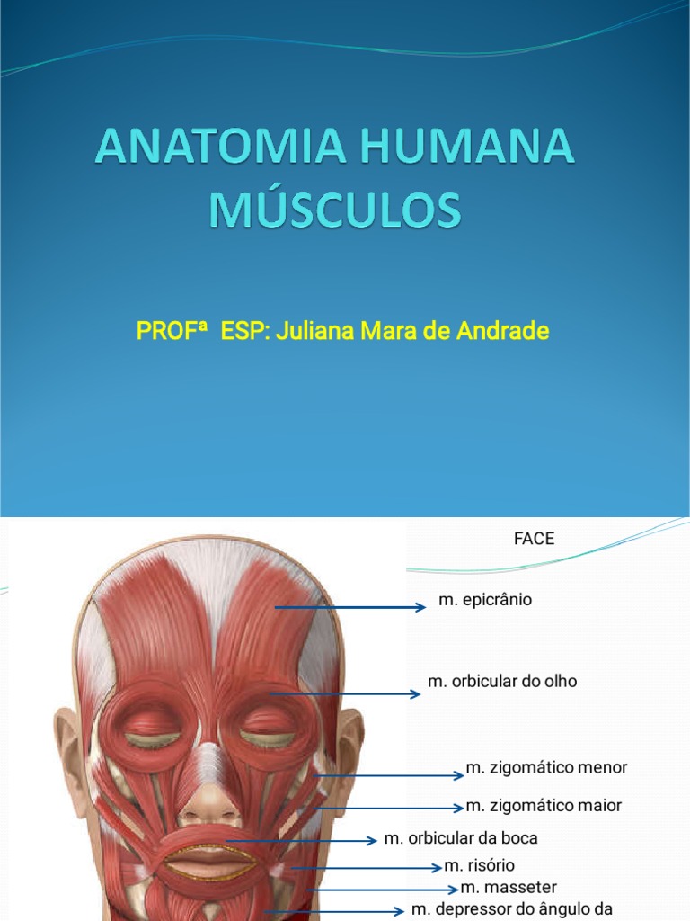 Bloqueios de Nervos Periféricos e Anatomia Regional Orientada por Ultrassom  by Thieme Brasil - Issuu, image size:768x1024