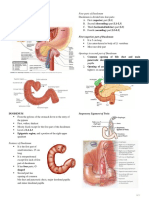 Duodenum Anatomy