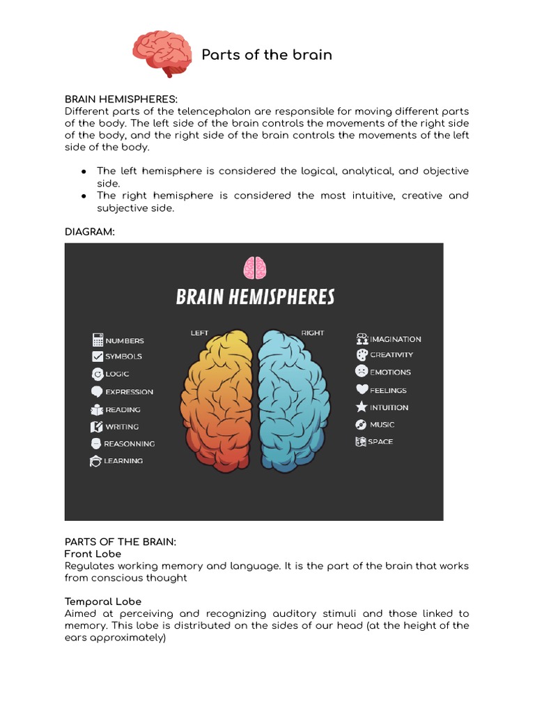 Parts of The Brain | PDF