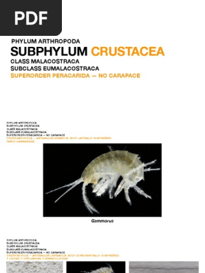 Phylum Arthropoda Subphylum Crustacea Class Malacostraca