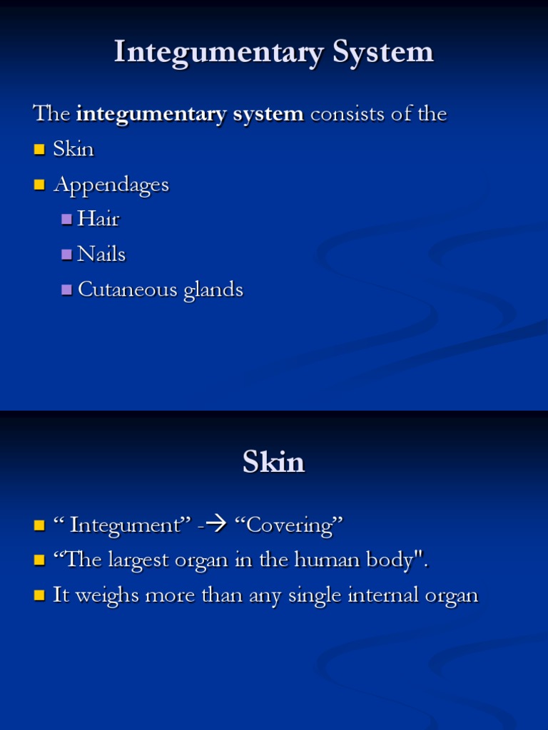 Integumentary System: The Integumentary System Consists of The Skin ...
