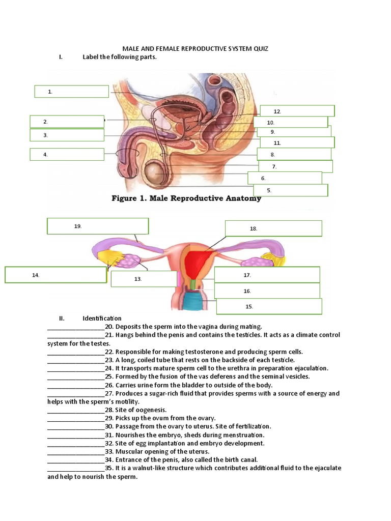 Male and female reproductive system quiz pdf reproductive system