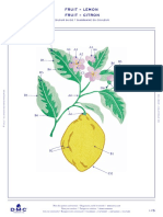 Https WWW - Dmc.com Media DMC Com Patterns PDF PAT0603 Fruit - Lemon