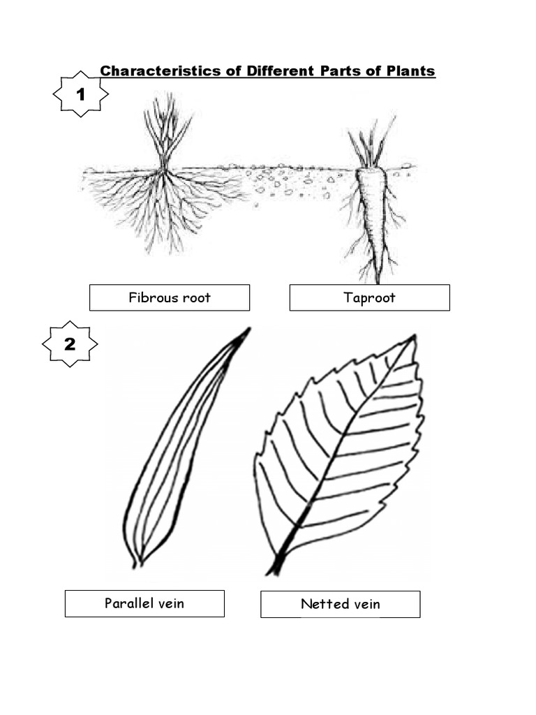 Characteristics of A Plant PDF