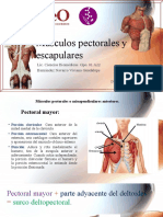 Músculos Pectorales y Escapulares Corregido