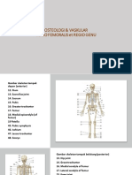 Osteologi Vaskular Regio Femoralis Dorsalis at Regio Genu