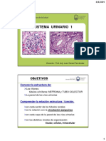 Sistema Urinario 1