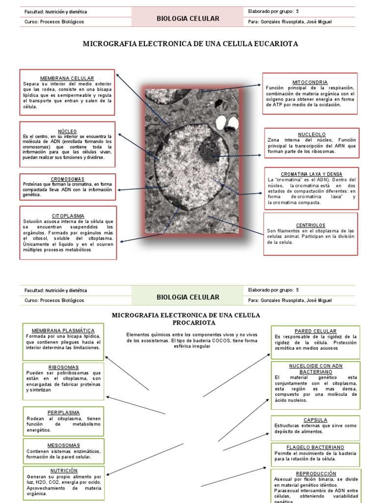 Comparativa de Células Eucariotas y Procariotas | PDF | Biología ...