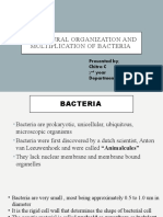 Bacteria