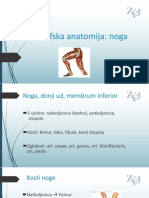 2 - Topografska Anatomija Noge