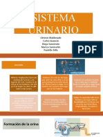 Sistema Urinario Diapos