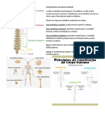 Componentes da coluna vertebral