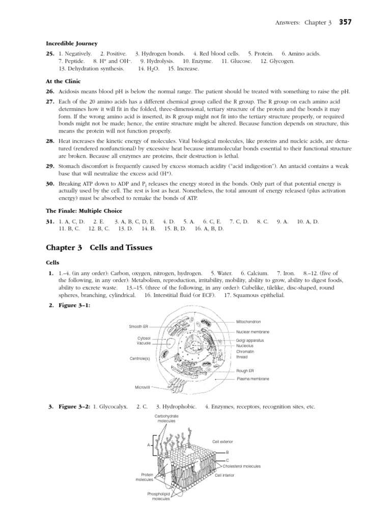 Chapter 3 Cells and Tissues Answers | PDF