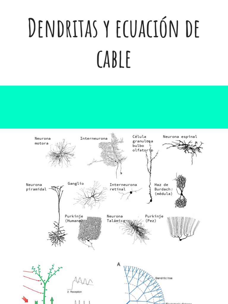 Dendritas y Ecuación de Cable | PDF
