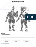 Ficha de Actividad Ciencia Musculos