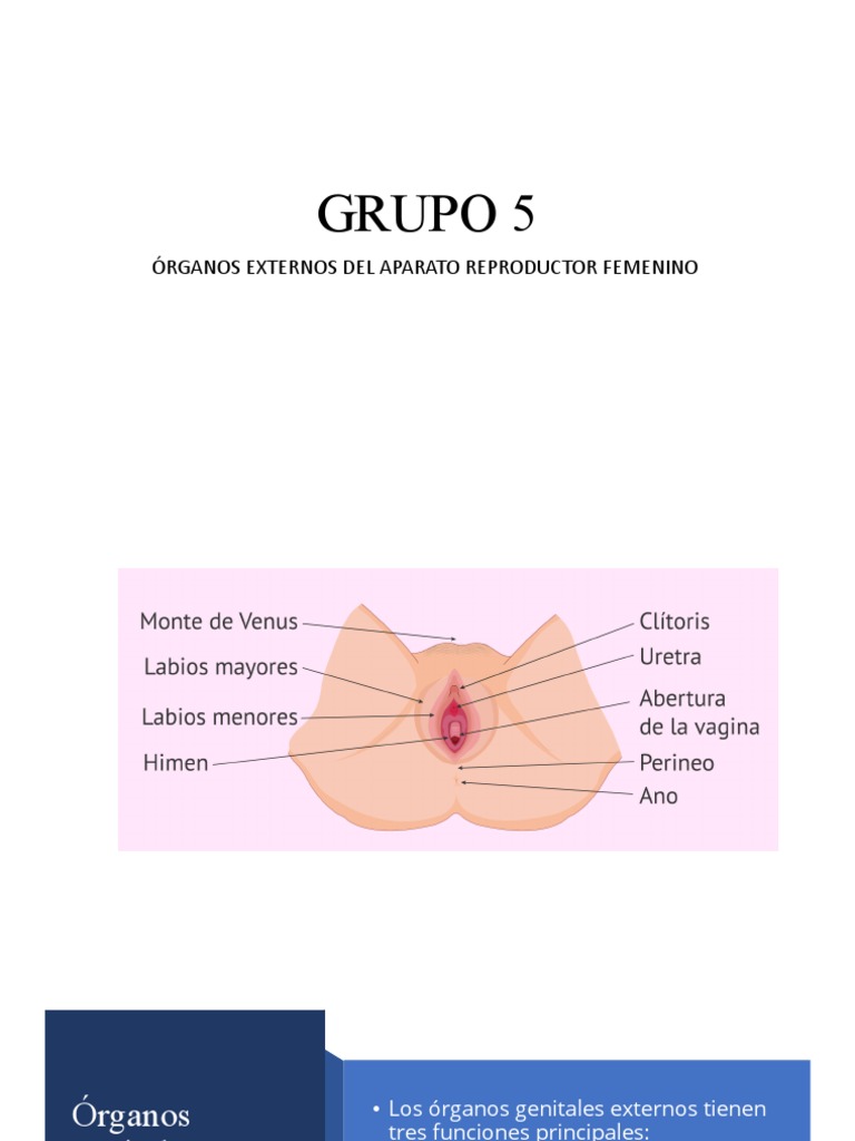 Organos Externos Del Aparato Reproductos Femenino | PDF