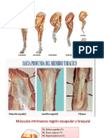 Miologia Miembro Anterior Semana 12