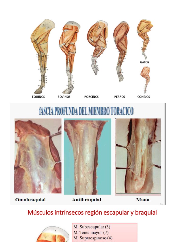 Caballo - Osteología : anatomía normal | vet-Anatomy, image size:768x1024