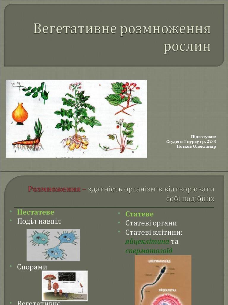Биология. Вегетативне розмноження рослин. | PDF