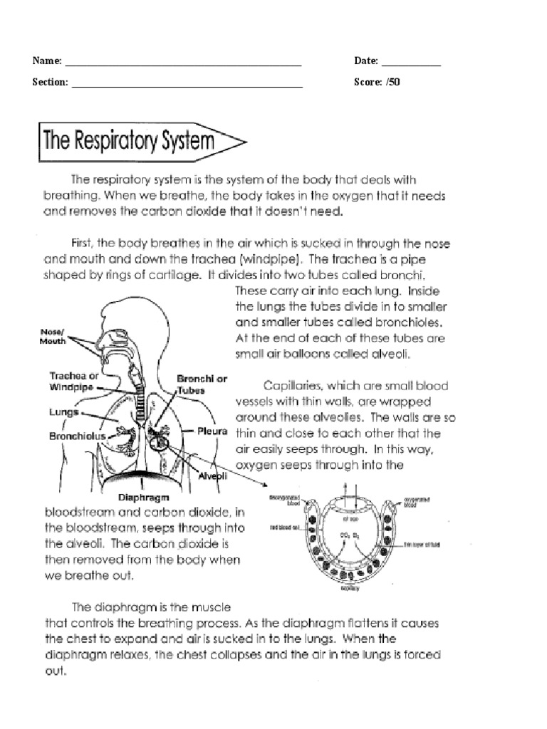 Respiratory System Worksheet PDF