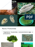 Algas e Protozoarios (1)