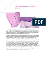 Histología Sistema Digestivo L Veterinaria