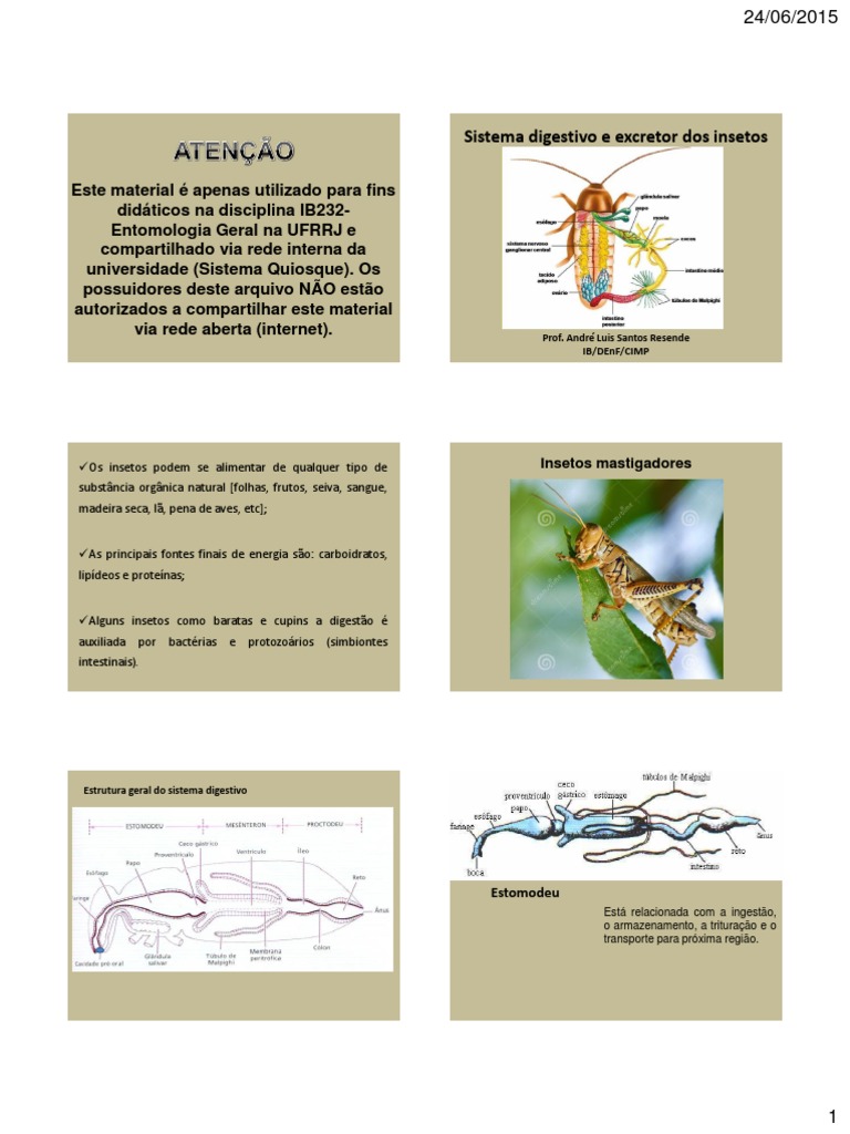 Sistema Digestivo e Excretor dos Insetos | PDF | Sistema digestivo ...